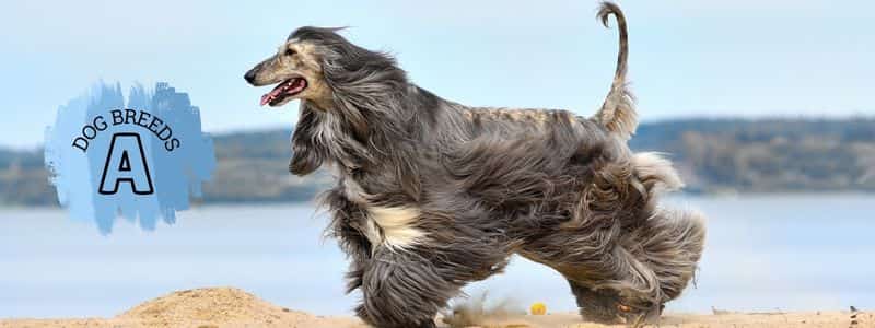 dog breeds beginning with the letter a topper page all dog breeds