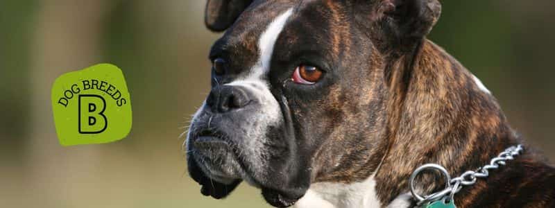 dog breeds beginning with the letter b topper page all dog breeds
