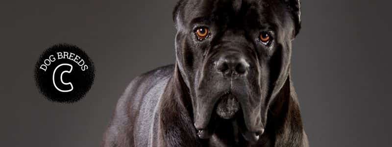 dog breeds beginning with the letter c topper page all dog breeds
