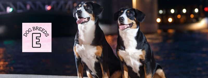 dog breeds beginning with the letter e topper page all dog breeds