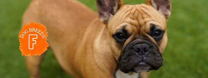 dog breeds beginning with the letter f topper page all dog breeds