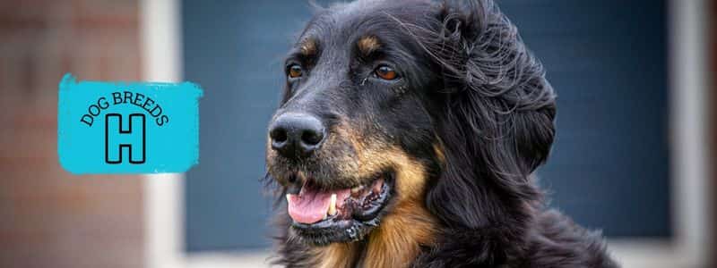 dog breeds beginning with the letter h topper page all dog breeds
