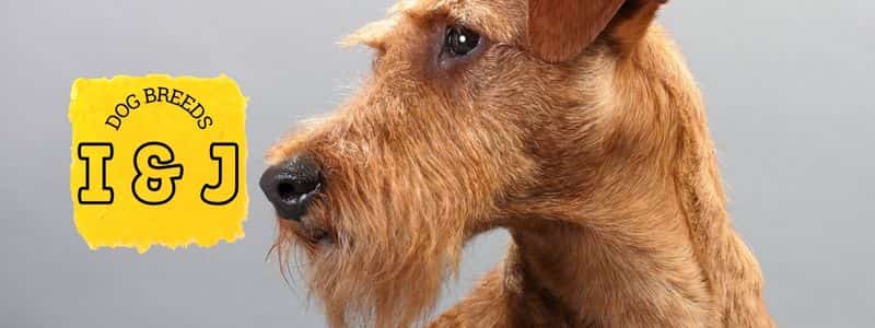 dog breeds beginning with the letter i and j topper page all dog breeds