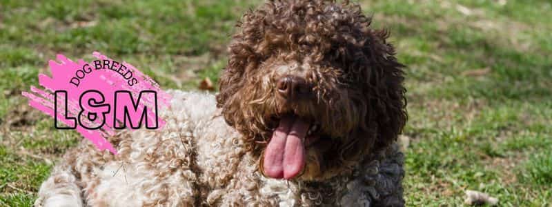 dog breeds beginning with the letter l and m topper page all dog breeds