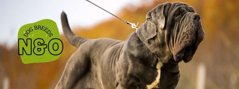 dog breeds beginning with the letter n and o topper page all dog breeds