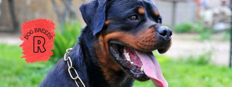 A-Z Alphabetical List of Dog Breeds