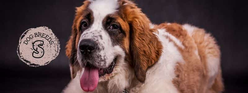 dog breeds beginning with the letter s topper page all dog breeds