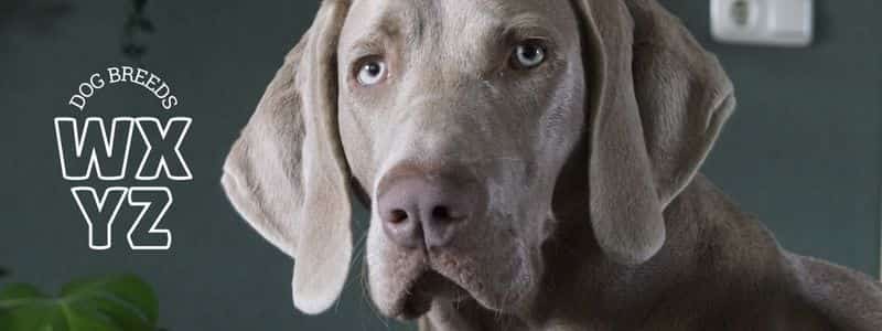 dog breeds beginning with the letter wxyz topper page all dog breeds