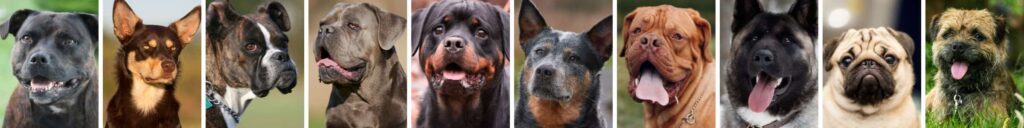 all dog breeds desktop header topper