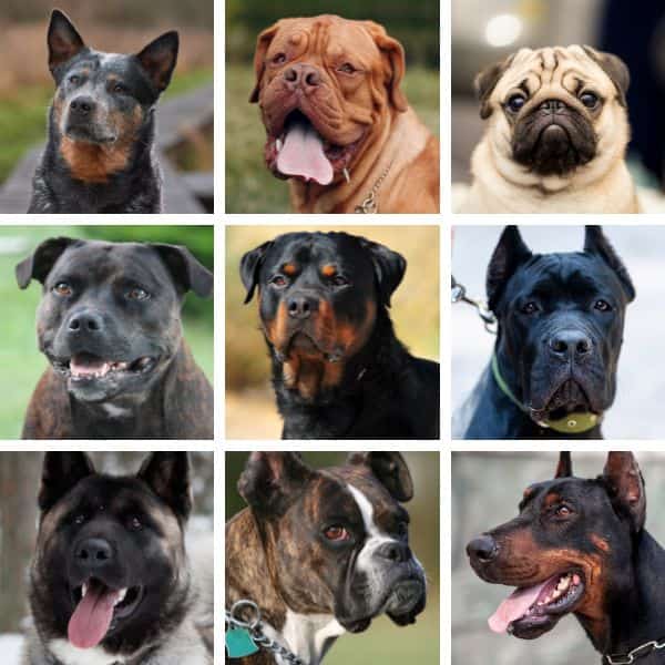 all dog breeds image topper header