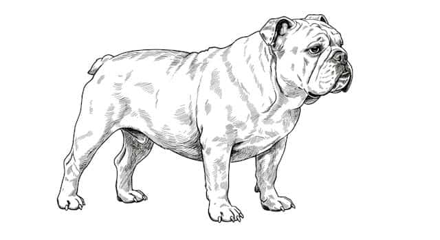 dog breed standards topper image 3