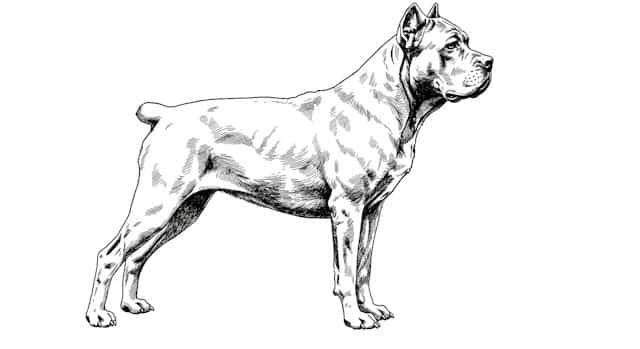 dog breed standards topper image 4